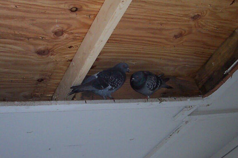 Pigeons